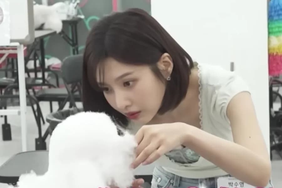 Red Velvet's Joy Studies for Pet Grooming Certification